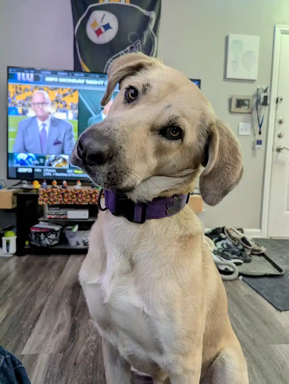 A light-colored dog with a purple collar sits in a living room, looking off to the side with a disappointed expression…