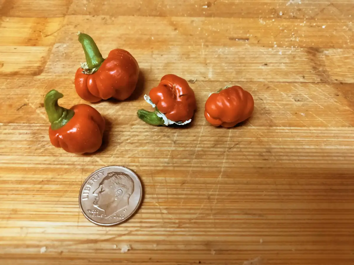 Four miniature red peppers with green stems sit on a wooden cutting board next to a U.S. quarter for scale, highlighting…