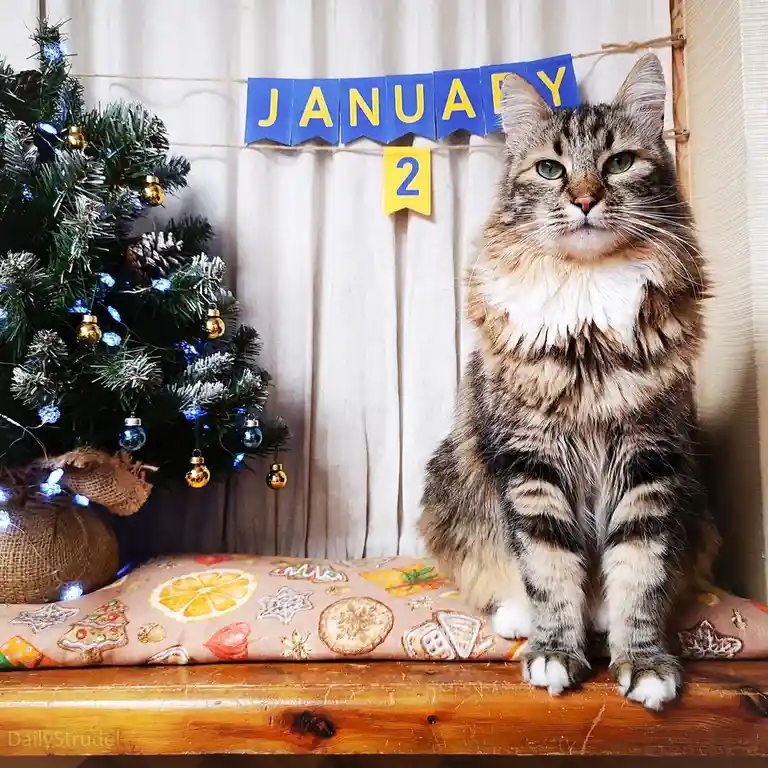 A fluffy tabby cat sits regally on a wooden surface atop a cushion decorated with holiday-themed patterns, with a small…