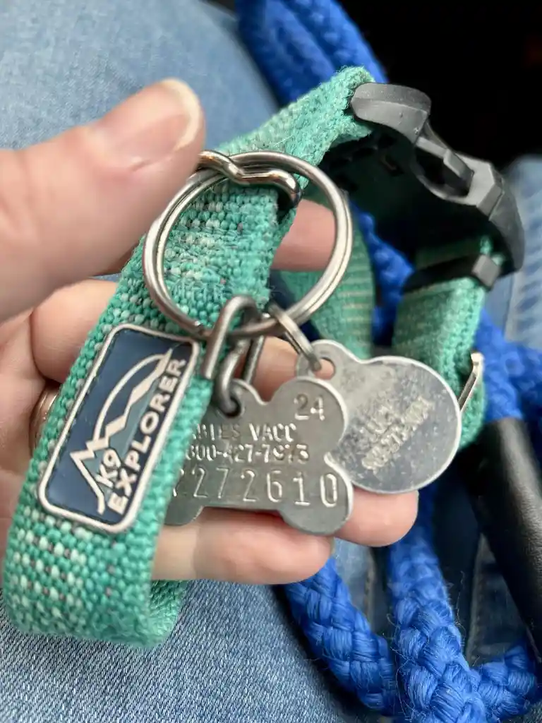 A close-up photo shows a hand holding a green dog collar with a metal tag shaped like a bone. The tag has the number '24'…