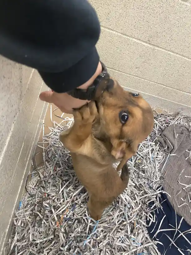 A small brown puppy stands on its hind legs in a box filled with shredded paper, looking up at a person's hand wearing a…