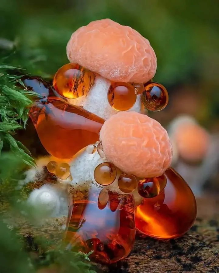 A close-up photograph shows two small, peach-colored, brain-like mushrooms growing on a mossy surface. Amber-colored honey…