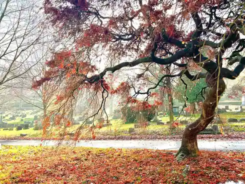 A photograph of a cemetery in autumn, featuring a large, gnarled tree with red leaves, its branches sprawling over a path…