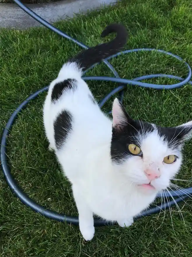A black and white cat with yellow eyes sits on green grass surrounded by a coiled black garden hose, looking directly at the…