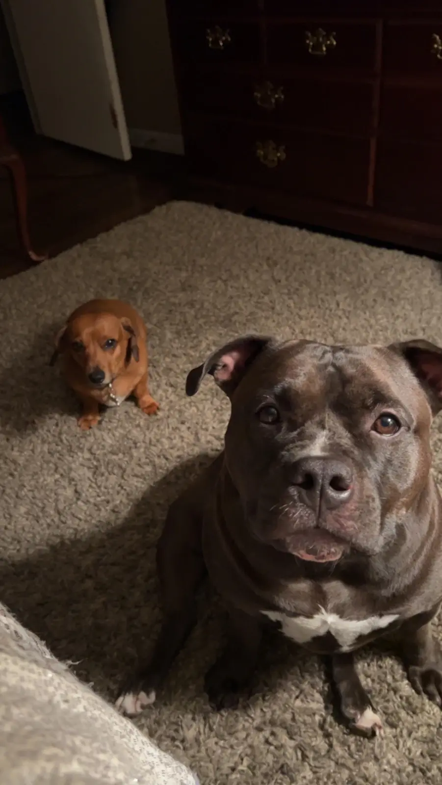 A large, muscular brown pit bull with a white chest sits in the foreground on a beige carpet, looking directly at the camera…