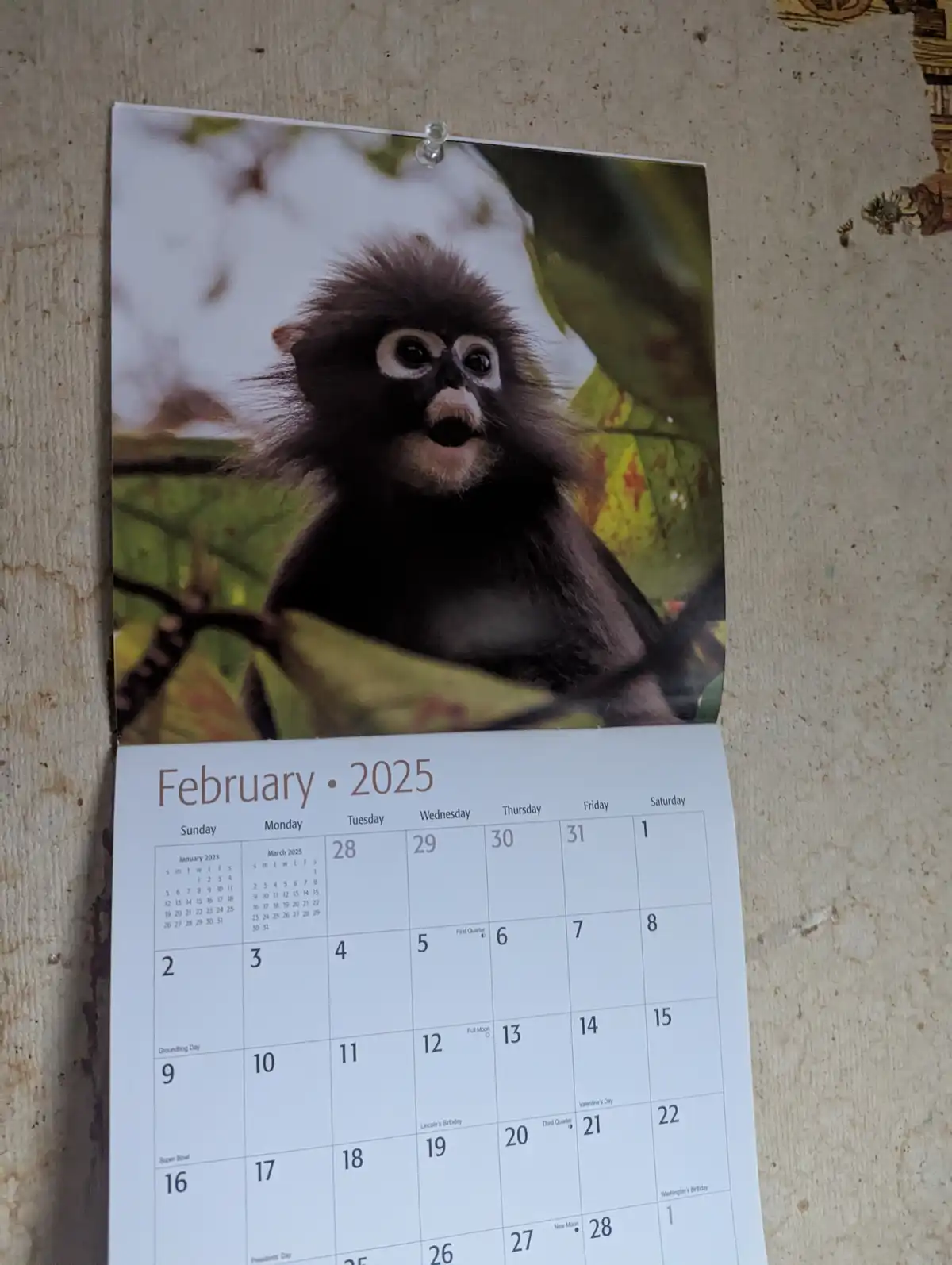 A February 2025 wall calendar page is pinned to a wall, featuring a photo of a small, dark-furred monkey with wide…
