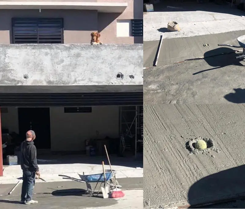 A split image shows a dog on a rooftop looking down at a freshly poured concrete surface where a ball is embedded in a hole…