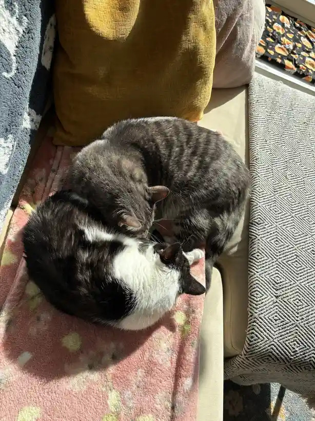 Cozy afternoon snuggles are the best