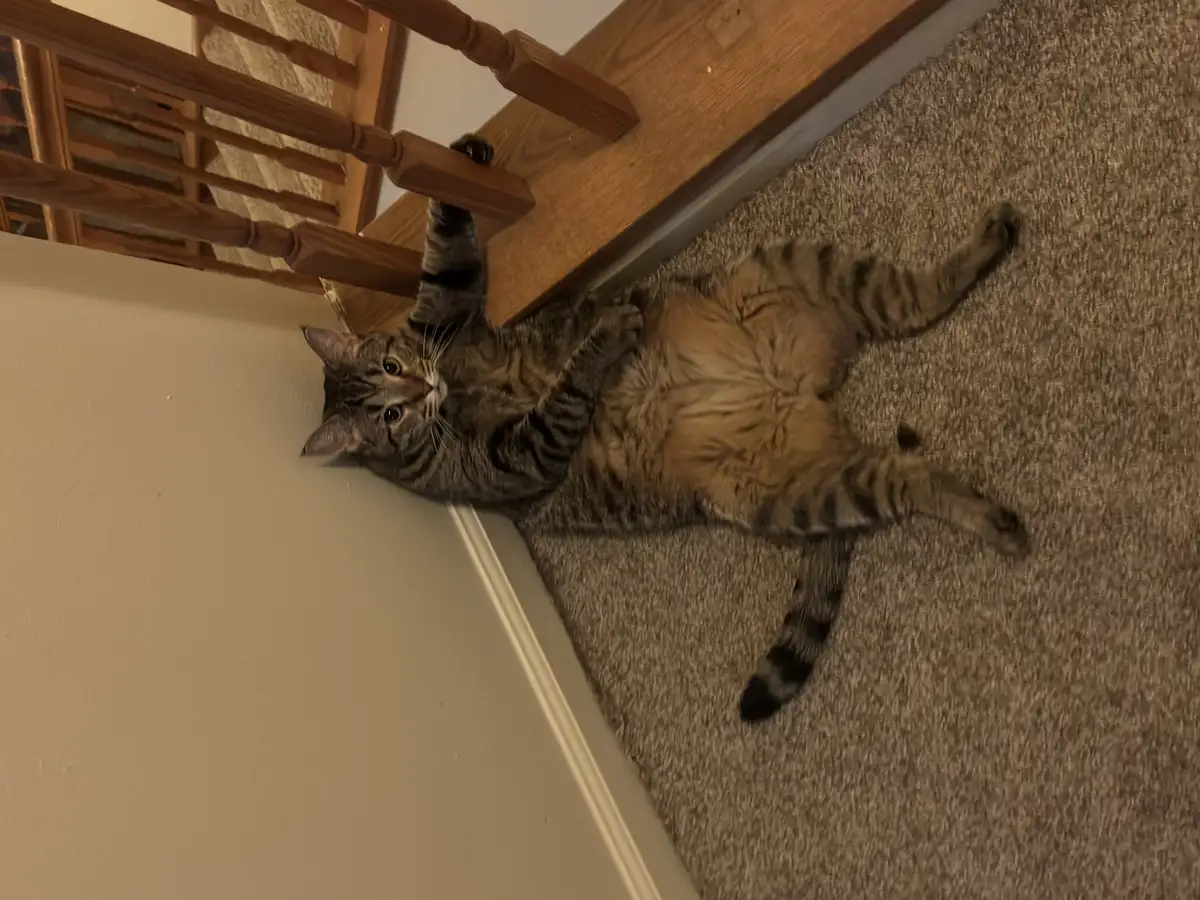 A tabby cat lies on its back on a carpeted floor near a wooden staircase, one paw gripping a stair rail, looking up with…