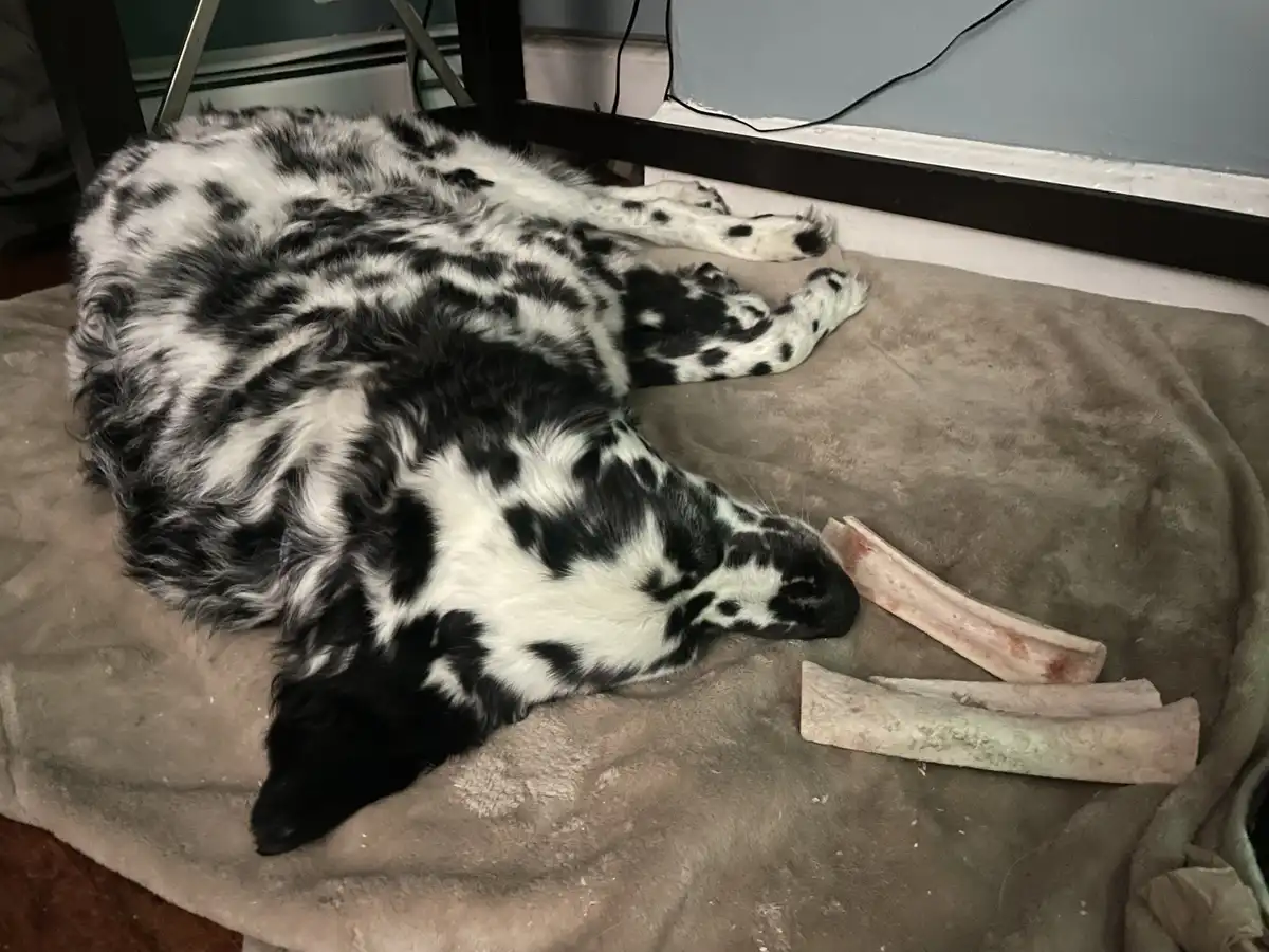 A black-and-white spotted dog is lying on its side on a brown blanket, its head near three large, bone-like objects that…