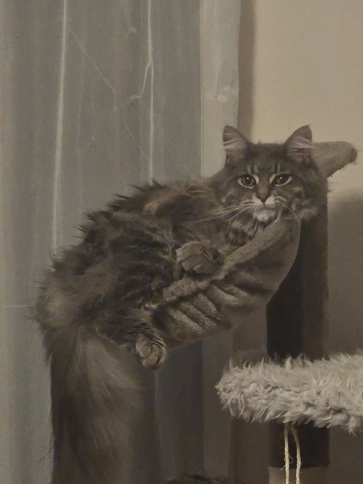A long-haired tabby cat is curled up and resting on a cat tree, looking directly at the camera with a calm, slightly…
