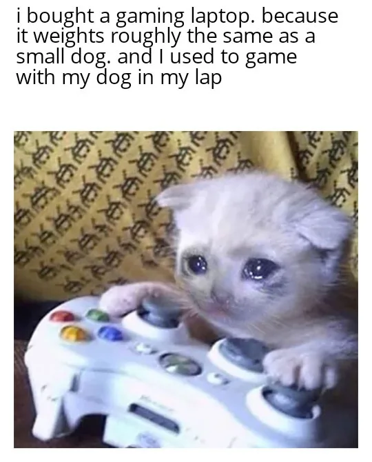 A small, fluffy white kitten with large, expressive eyes is shown holding a white Xbox 360 controller with both paws…