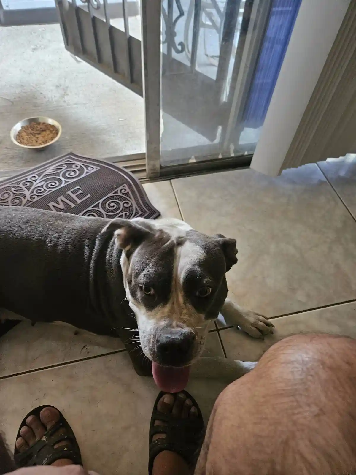 A close-up photo shows a gray and white pit bull-type dog lying on a tiled floor, looking up with its tongue out, positioned…