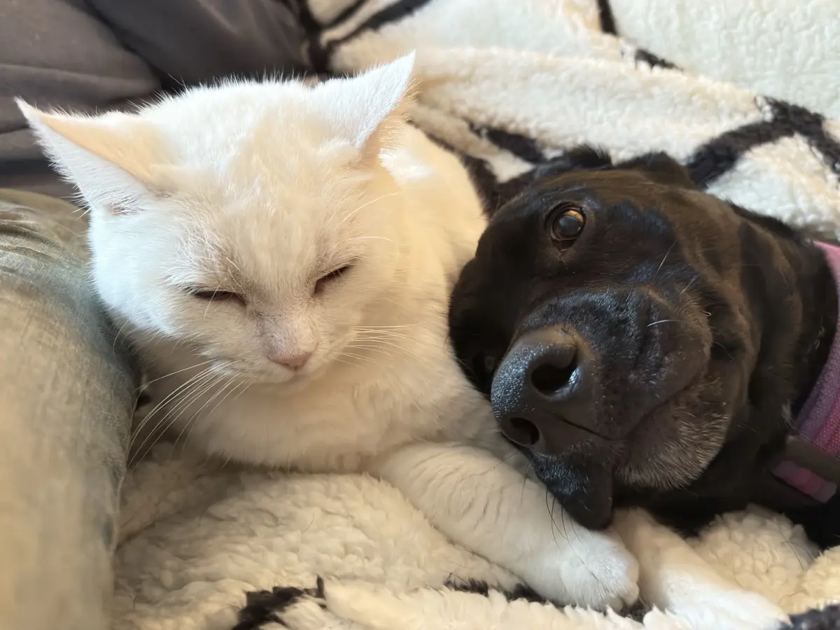A white cat with closed eyes appears asleep or unbothered while a black dog with a pink collar rests its head near the cat…