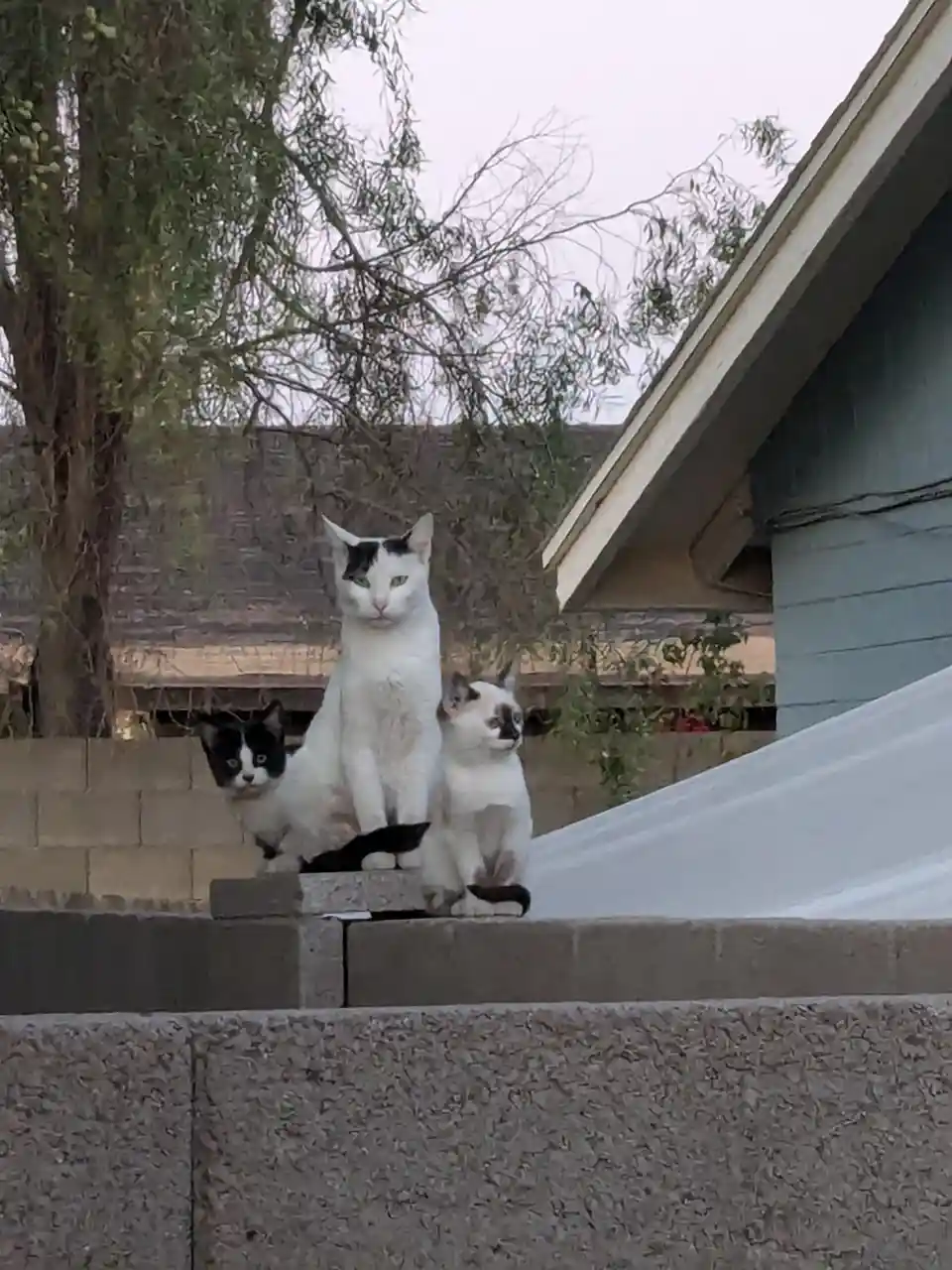 Three cats — one large white and black cat in the center flanked by two smaller kittens — sit regally on a concrete ledge…