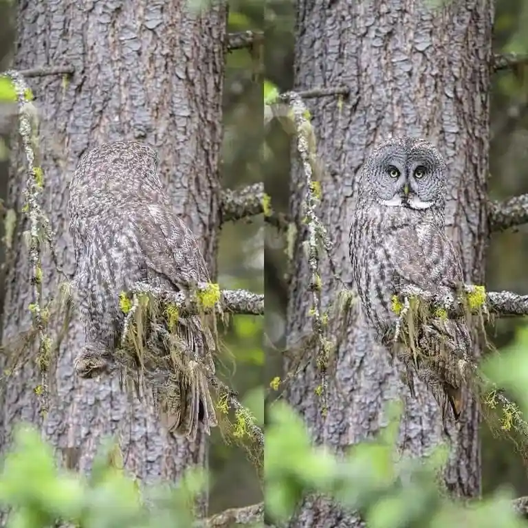 The image is a side-by-side comparison of a great grey owl perched on a mossy tree branch. The left panel shows the owl with…