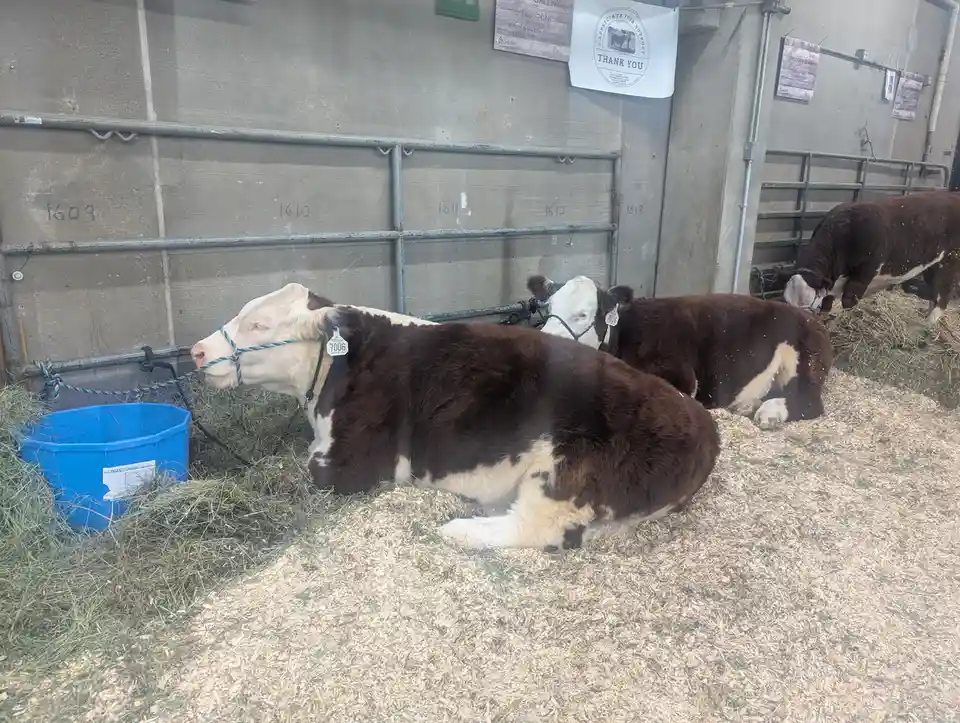 Several brown and white calves are resting on wood shavings in a barn stall, with one in the foreground looking toward a…
