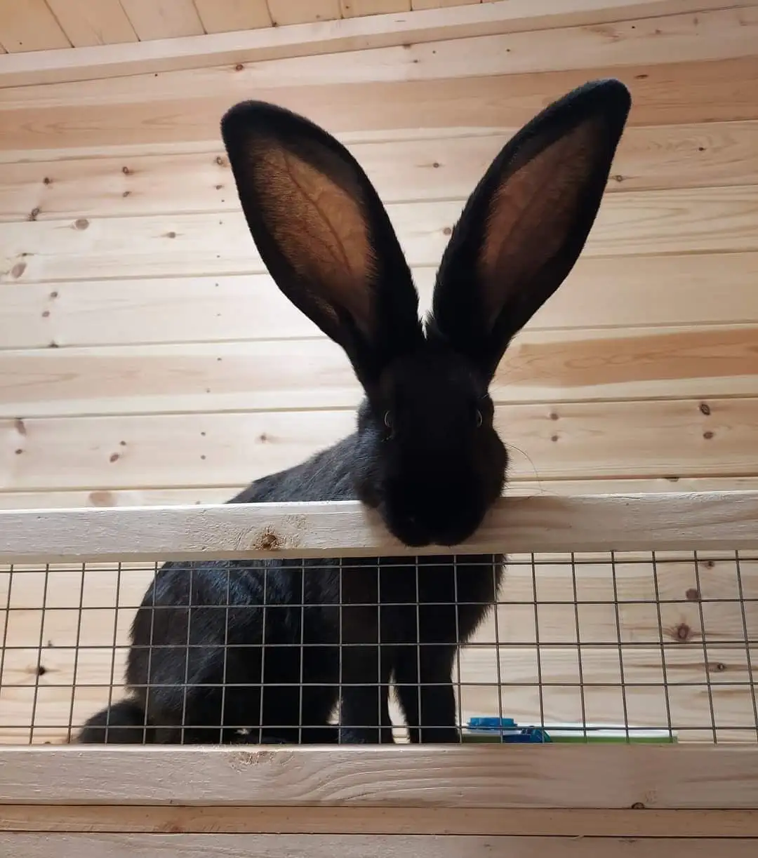 A black rabbit with extremely large, bat-like ears is peeking over the top of a wooden and wire-mesh cage, looking directly…