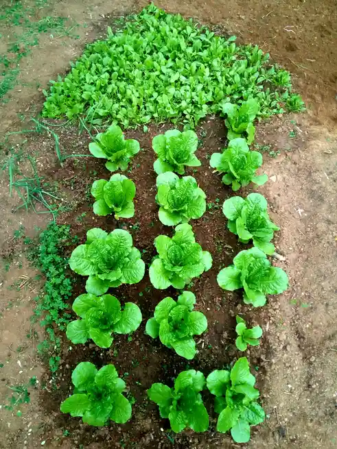 An overhead photo shows rows of green lettuce plants growing in brown soil, arranged to visually resemble the shape of a…