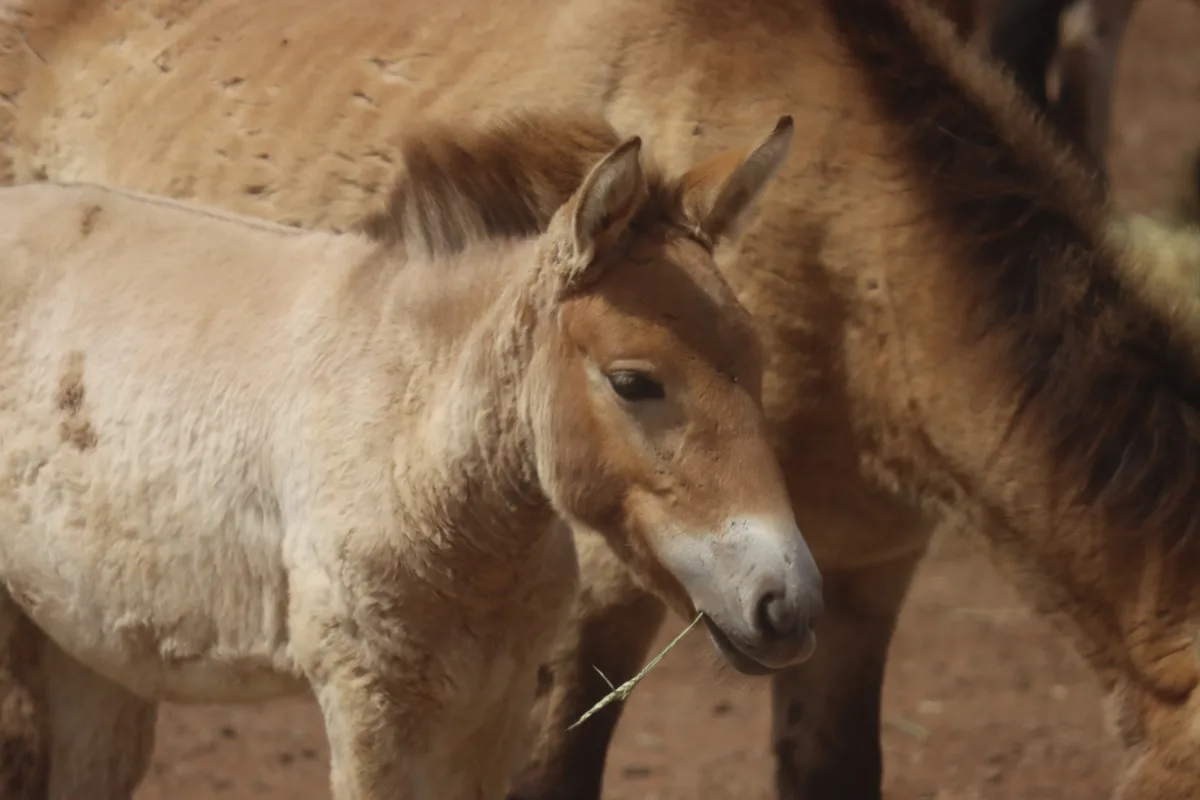 A close-up photo shows a small, light-brown wild horse foal with a tufted mane, standing in front of a larger adult horse…
