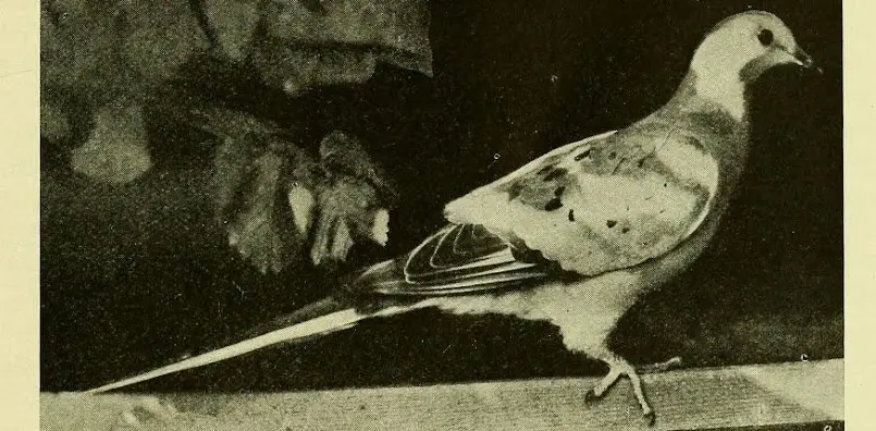 Rare Find: Possible Piebald Passenger Pigeon from the 1890s