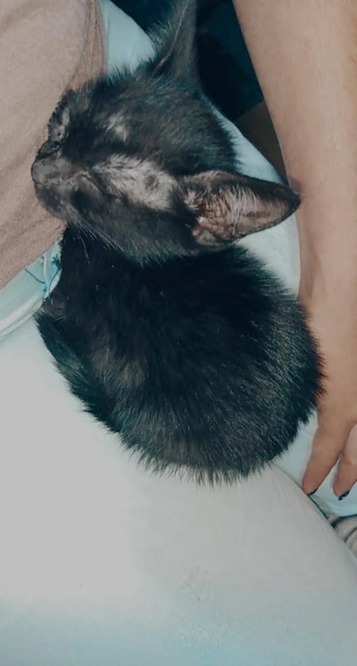 A small black kitten with some white patches is curled up sleeping on a person's lap, nestled between their leg and arm. The…