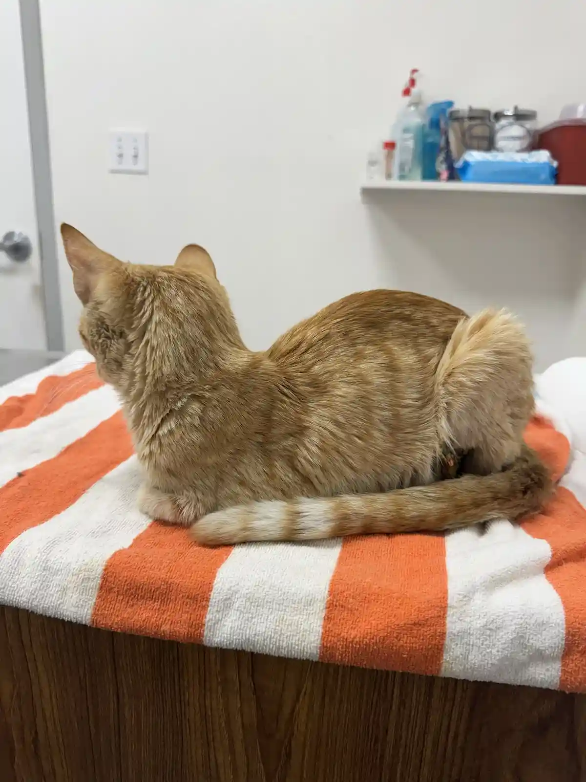 A ginger cat sits curled up on an orange and white striped towel on a wooden surface, viewed from behind. The cat's body is…