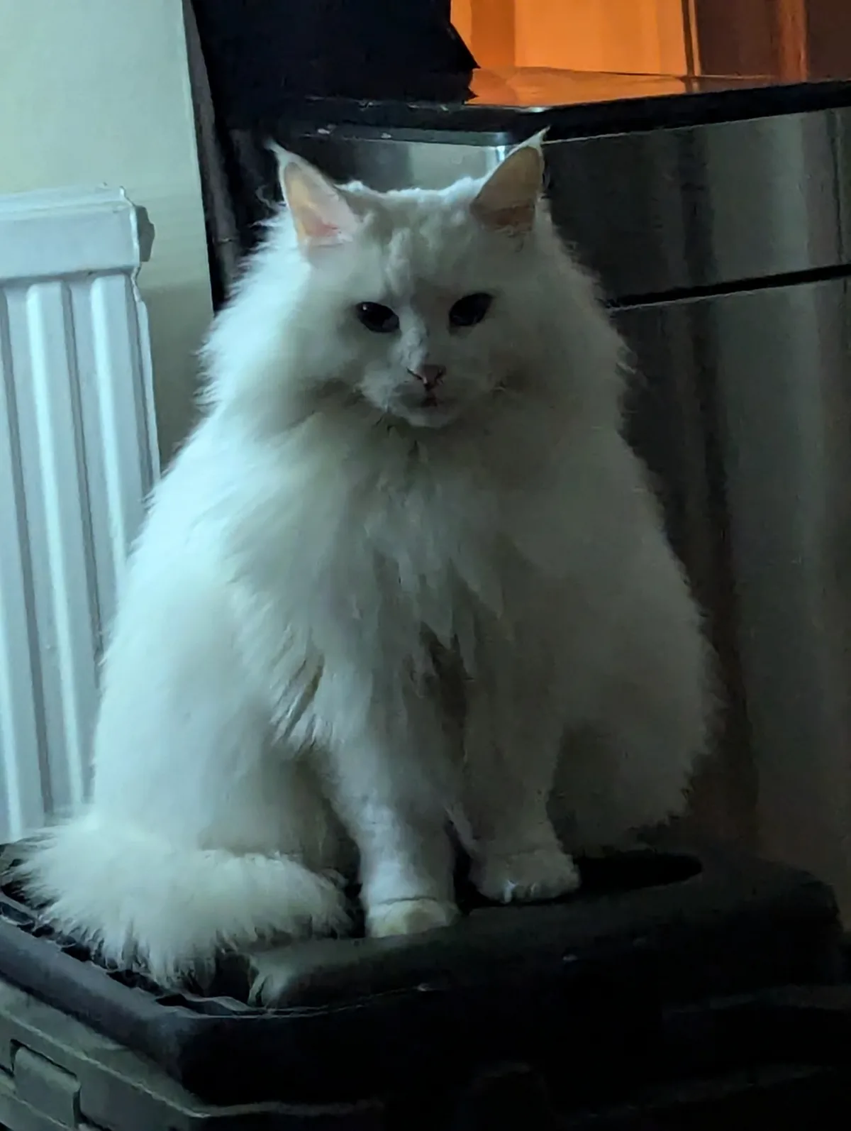 A fluffy white cat with a stern, unimpressed expression sits upright on a dark surface, possibly a suitcase or box, with a…