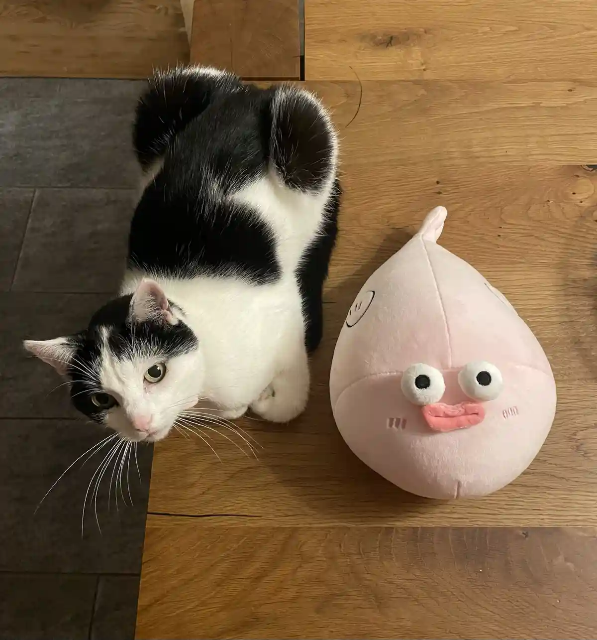 A black and white cat with wide, unimpressed eyes stares at the camera while sitting next to a pink, teardrop-shaped plush…
