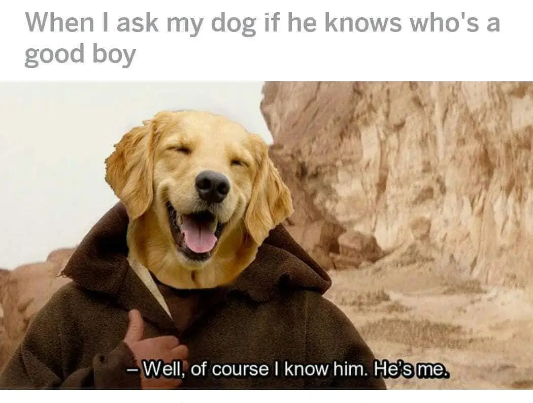A golden retriever's head is photoshopped onto the body of a character from 'Star Wars' wearing a brown robe, giving a…