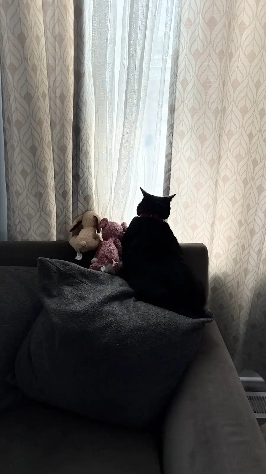 A black cat sits on a dark gray couch, facing a window with sheer curtains, next to two stuffed animals. The cat wears a red…