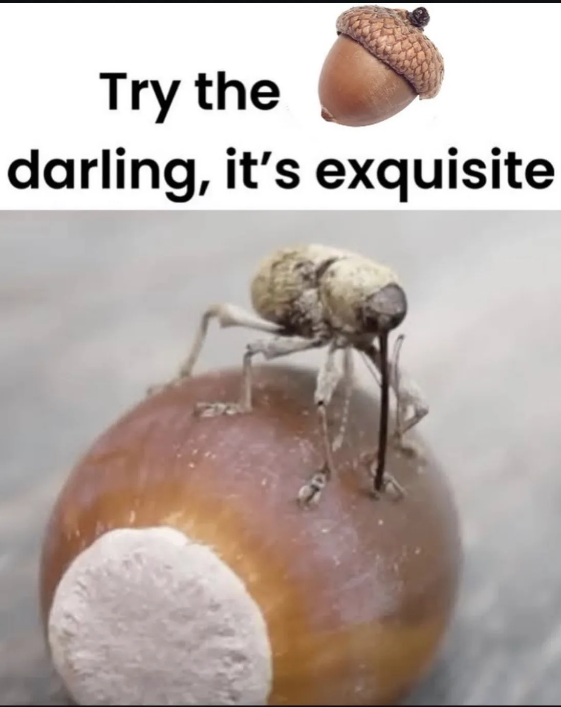 The image shows a close-up of a small, fuzzy weevil perched on a brown acorn that has a large, white, moldy patch on its…