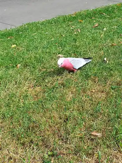 A pink and grey galah bird is standing on green grass, pecking at the ground near a sidewalk. The image has text overlaid…