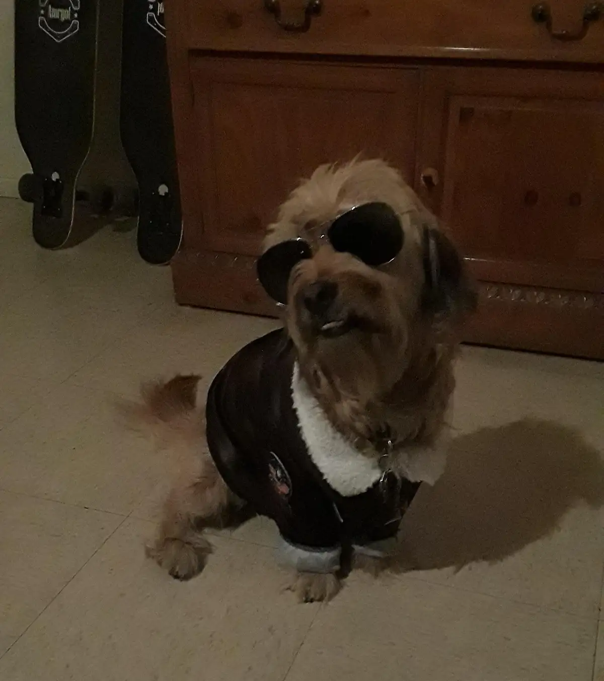 A small, fluffy, light-brown dog sits on a tiled floor wearing oversized black sunglasses and a black jacket with a white…