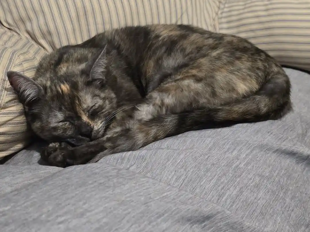 a tortoiseshell cat is curled up and sleeping soundly on a gray blanket, with a striped pillow behind it. The image has text…