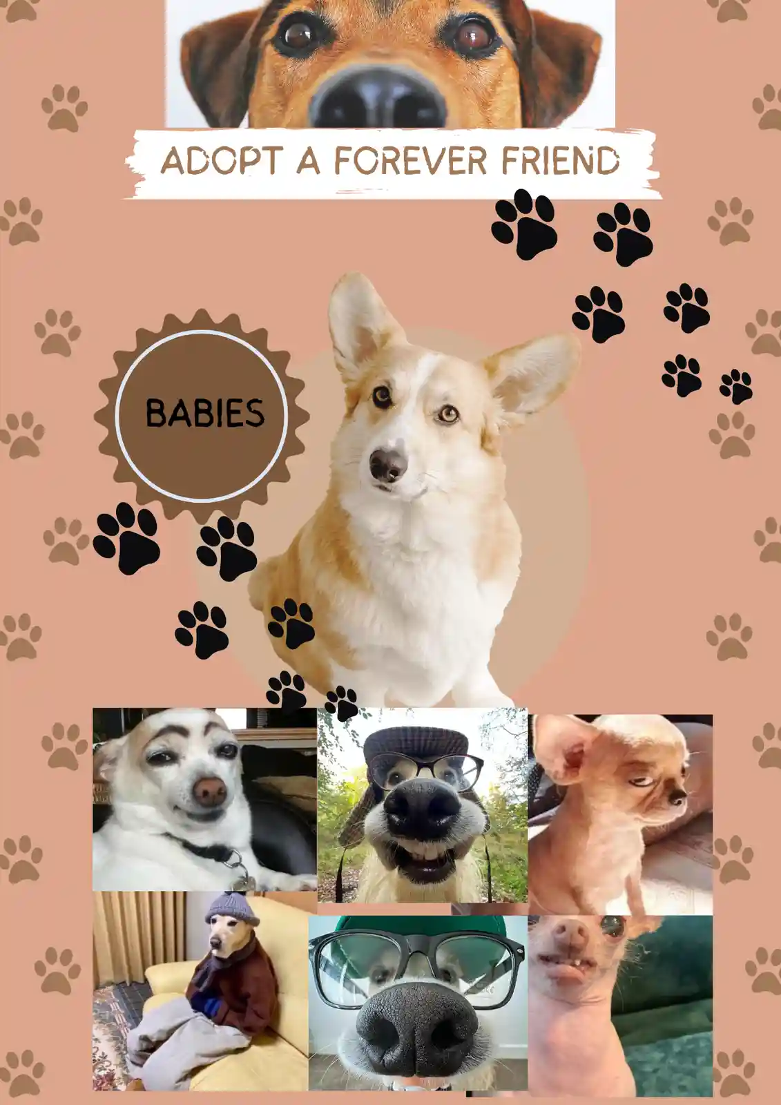 A collage featuring a large photo of a corgi with a brown circular badge labeled 'BABIES' next to it, surrounded by paw…