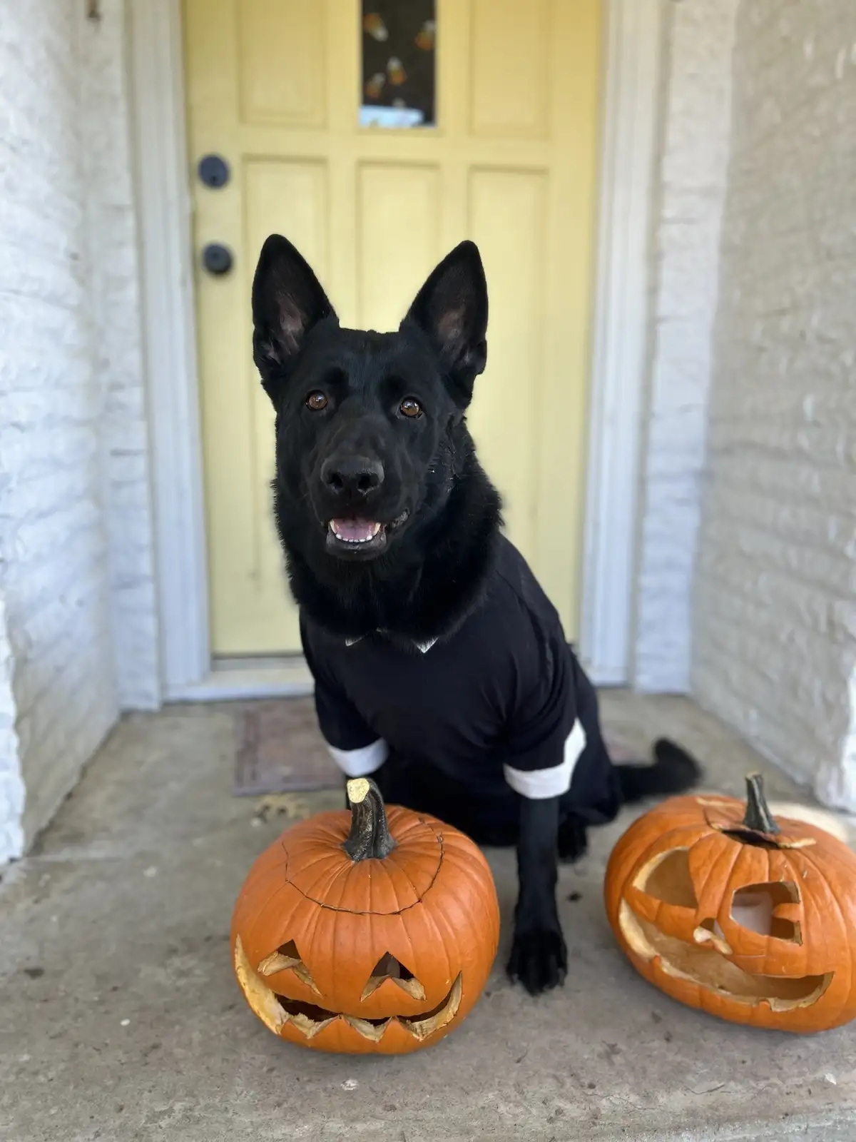 A black dog wearing a black Halloween costume with white stripes sits on a porch between two carved pumpkins, one with a…