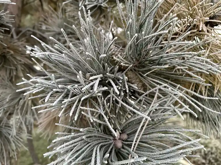 A close-up photograph shows pine needles covered in a delicate layer of frost, giving them a crystalline, icy appearance…
