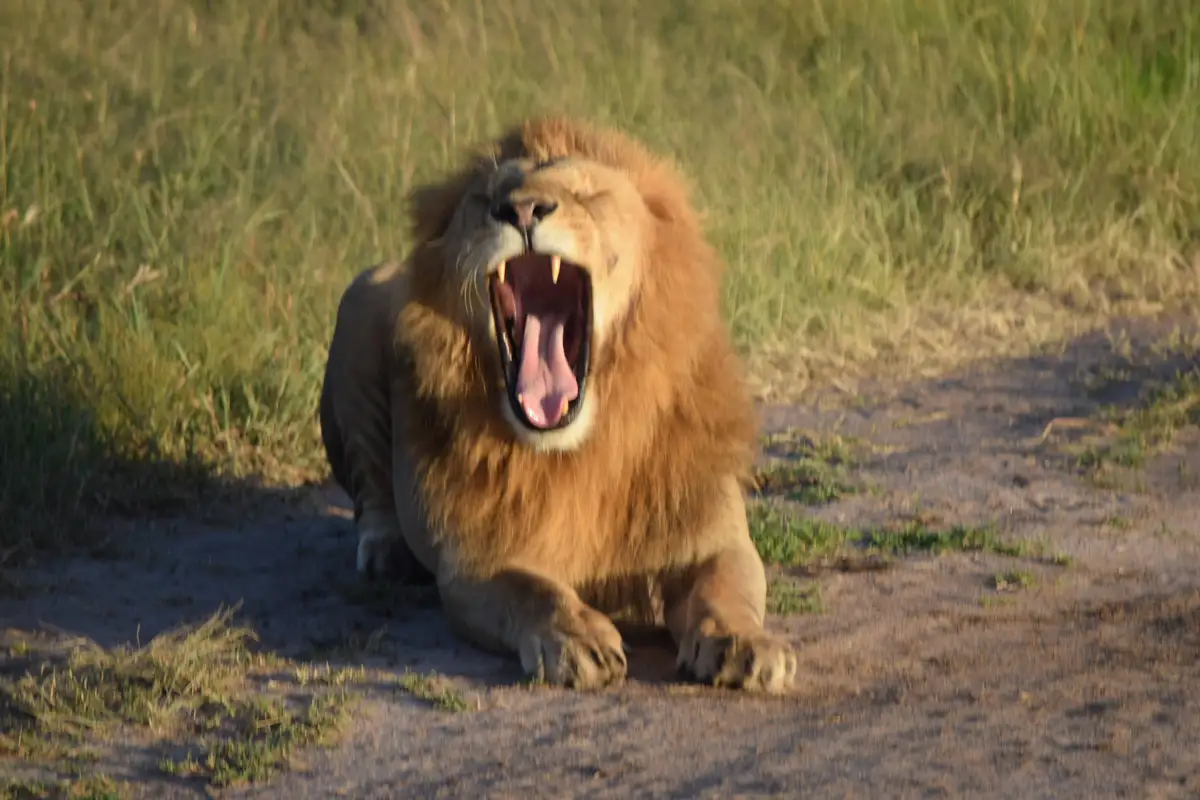 A male lion with a full mane is lying down on sandy ground surrounded by grass, yawning widely with its mouth open, tongue…