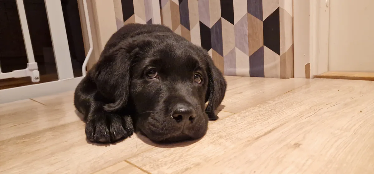 A black Labrador puppy lies on a light wood floor, looking directly at the camera with large, sad eyes. Behind it is a…