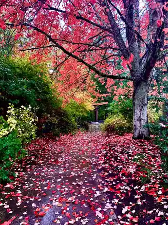 A picturesque autumn scene shows a pathway covered in red and orange maple leaves, flanked by trees and green bushes…