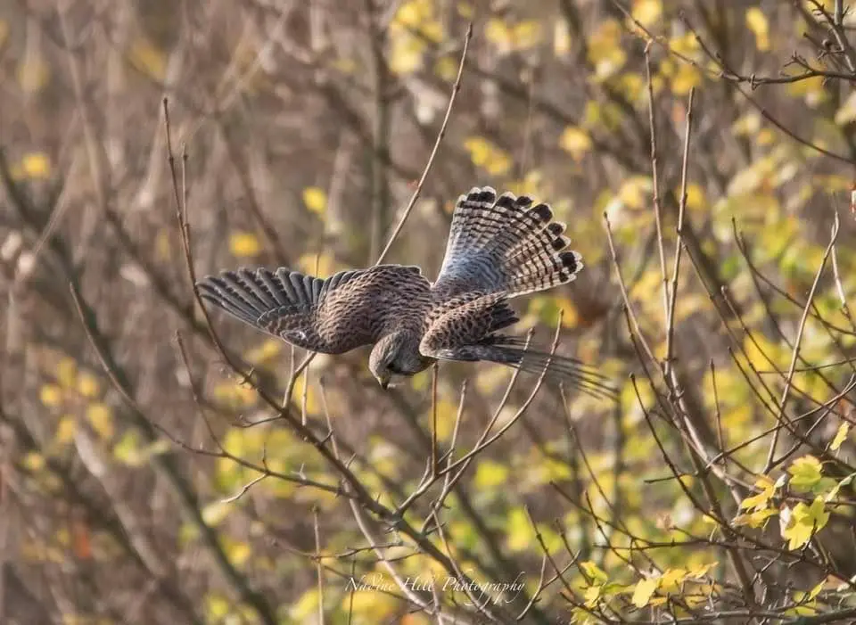 A bird of prey, likely a kestrel, is captured mid-flight with wings spread wide against a backdrop of bare branches and…
