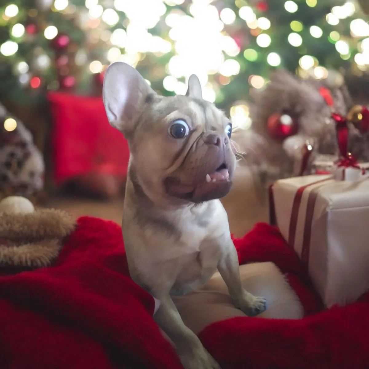 A light-colored French bulldog with wide, cartoonishly large eyes and an open mouth sits on a red blanket in front of a…