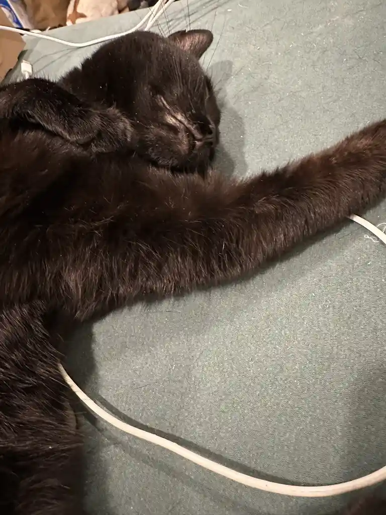 A busy day in the life of plumber cat!