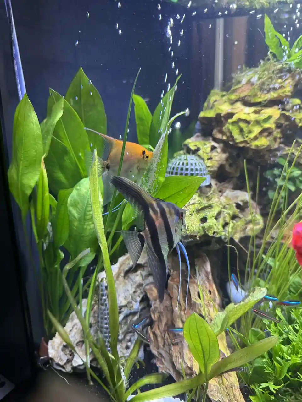 An aquarium scene with angelfish and neon tetras swimming among green plants and mossy rocks, with bubbles rising. A…