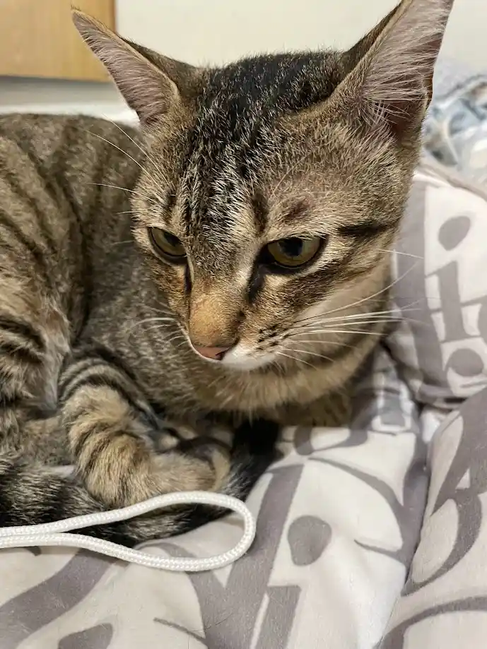 A close-up photo of a tabby cat with a grumpy, unimpressed expression, lying on a patterned blanket with a white cord near…