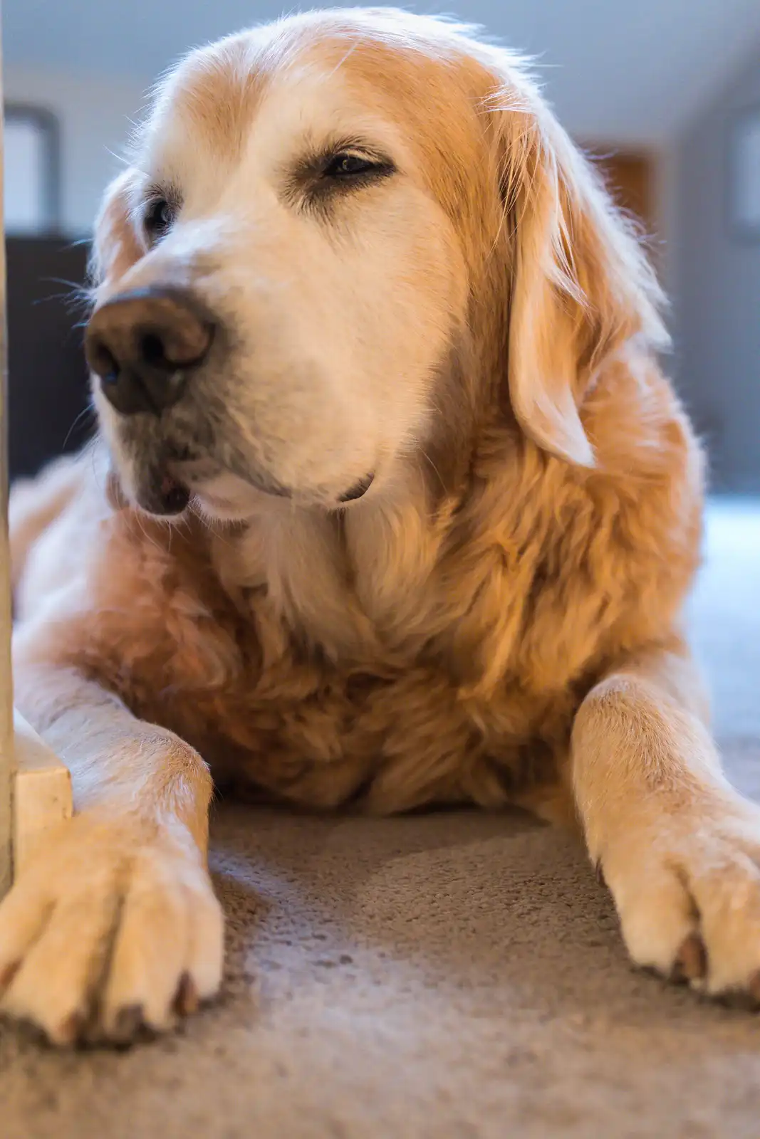 A golden retriever lies on a carpet with one eye half-closed, looking sleepy and unbothered. The overlaid text reads 'i'm…