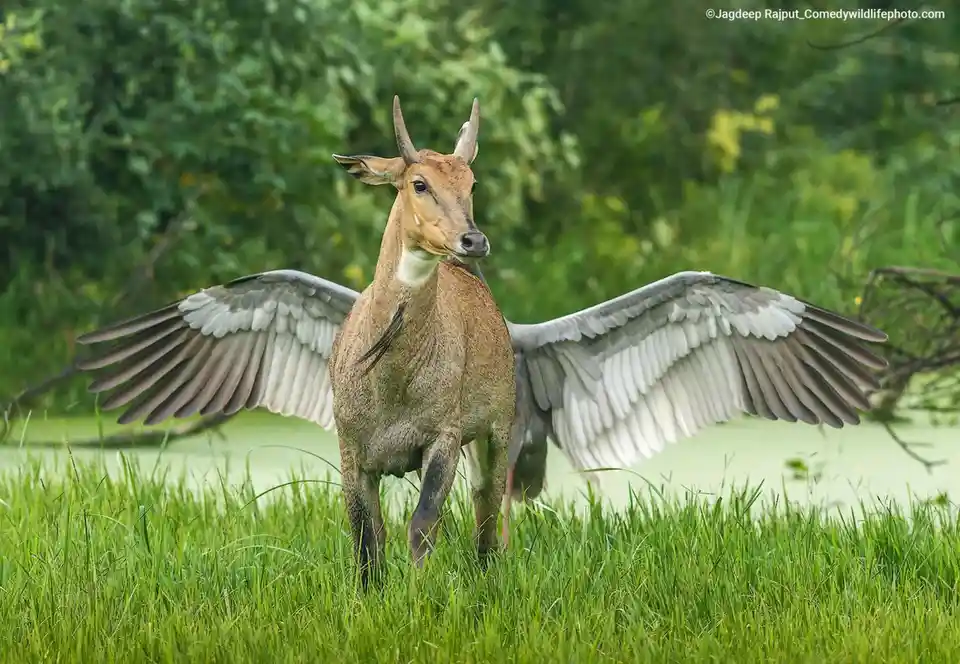 A deer with large, realistic bird wings spread wide stands in tall green grass near water, looking directly at the camera…