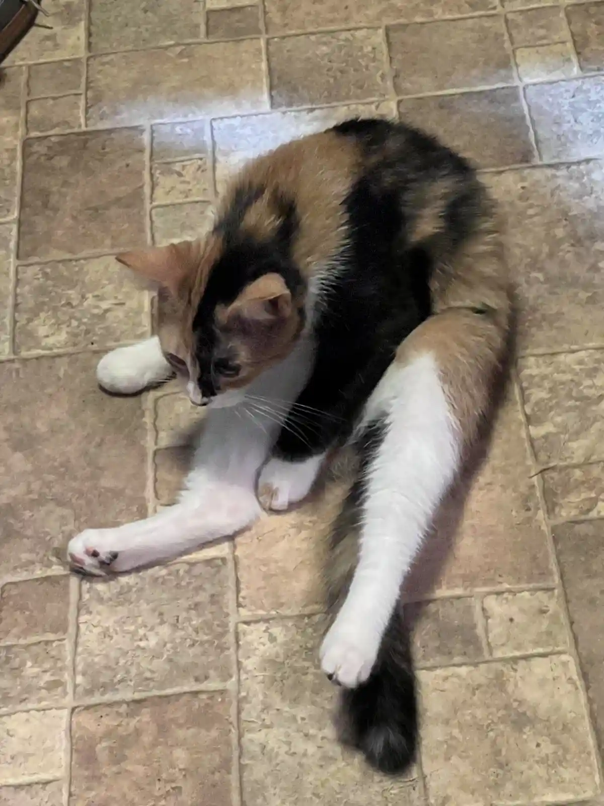 A calico cat with black, orange, and white fur is lying on a tiled floor, stretching its front legs out in a relaxed pose…