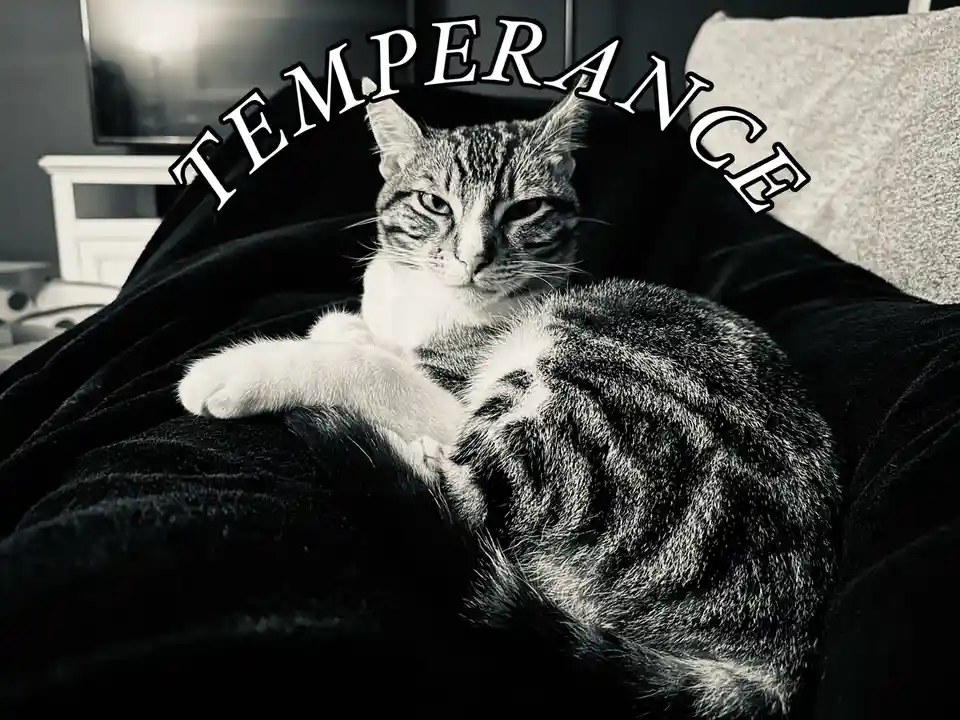 Half a Year of Adorable Cat Pictures